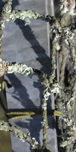Lichens and Fence 