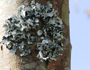 A lichen forms a flower-like bloom on a tree 