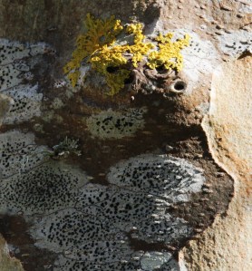 An owl-like arrangemnt of lichens 