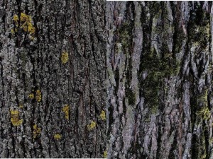 Subtle Ecologies:  A city tree reveals the subtlety of microgeography. The bark represents a consistent environment but the orientation of the tree, and thus differences in exposure to sunlight, determine whether the ecology is dominated by lichens (left) or moss (right).  