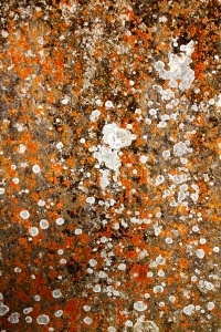 Gravestone lichens 