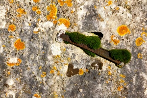 A metal bar on this gravestone provides a moss with a niche to grow in an ecology otherwise dominated by lichens  