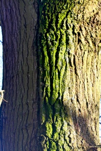 A raised region on the bark of this tree and nowhere else on it, provides a suitable environment for the growth of photosynthetic algae 