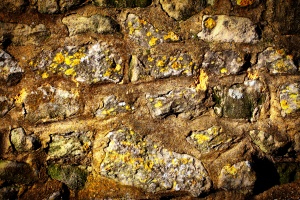Here lichens have colonised the natural rock of an old wall but cannot colonise the manmade mortar.
