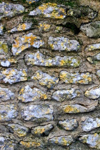 Here lichens have colonised the natural rock of an old wall but cannot colonise the manmade mortar. 