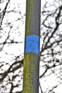 A blue lamppost has been covered in a community of green algae. Where a sticker has fallen away, the striking blue base paint is revealed, highlighting the photosynthetic microbial community. 