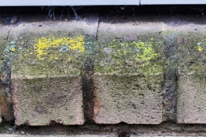 A thriving community of algae, lichens and even a moss grow in a specific zone beneath a window ledge. The lower part of the wall does not support growth, and thus zone of life must be supported by water rain splash. The angle at which they face the sun might also provide an overlapping microclimate that controls lichen growth. 