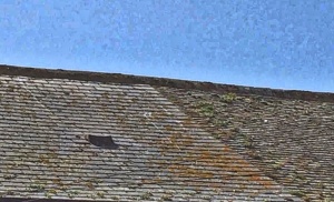 A line that separates new and old. Two adjoining roofs. The one on the left is new and is in the process of being colonised by pioneer microorganisms. To the right is a much older roof with a much richer and diverse ecology of microbial life. 