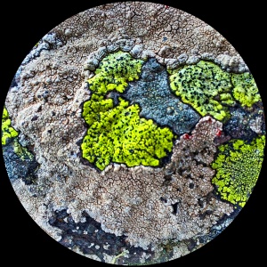 Cornwall's rich mineral heritage seems to have a biological counterpart in the form of lichens, which seem to emerge from the rocks themselves like living mineral deposits. 